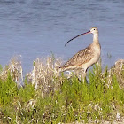 Candlestick Bird