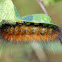 Salt Marsh Moth Caterpillar