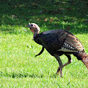 Wild turkey