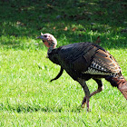 Wild turkey