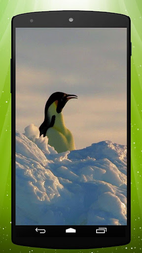 Emperor Penguin Live Wallpaper