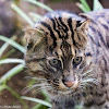 Fishing Cat