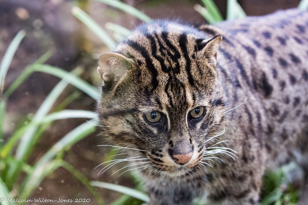 Fishing Cat