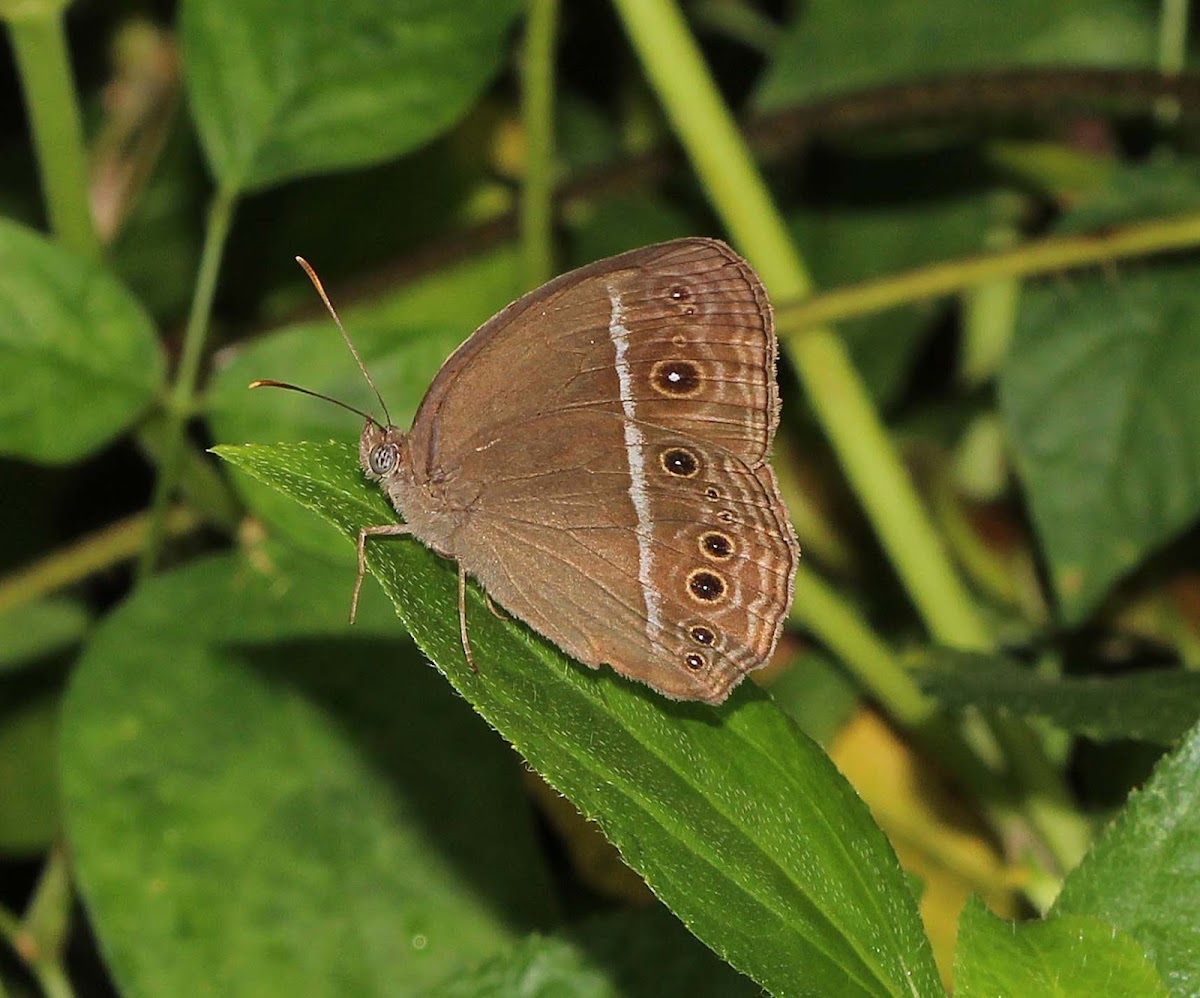 Common Bushbrown