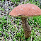 Foxy Bolete