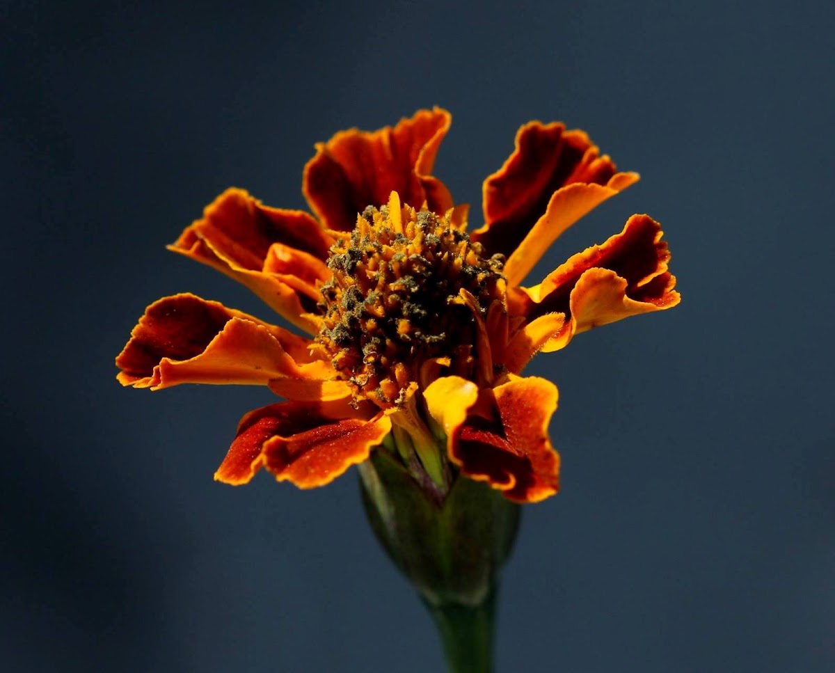 Marigold