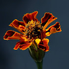 Marigold