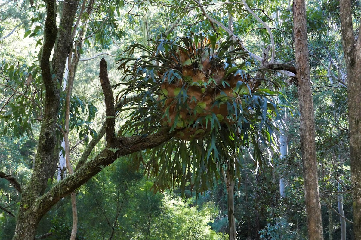 Elkhorn Ferns (super cluster) epiphytes