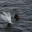 Mallard(leucistic)