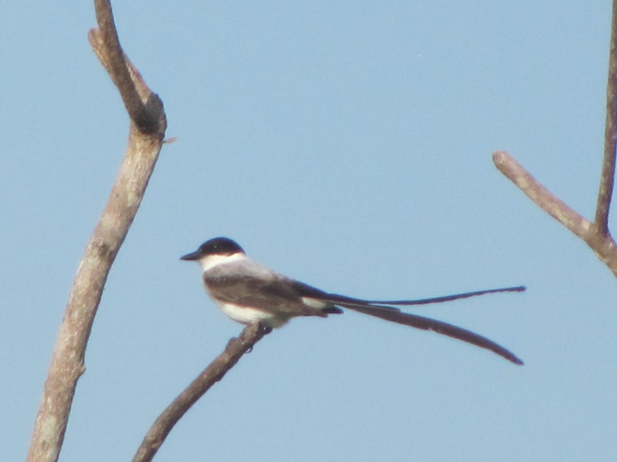 Fork-tailed flycatcher