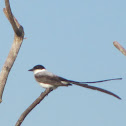 Fork-tailed flycatcher