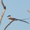 Fork-tailed flycatcher