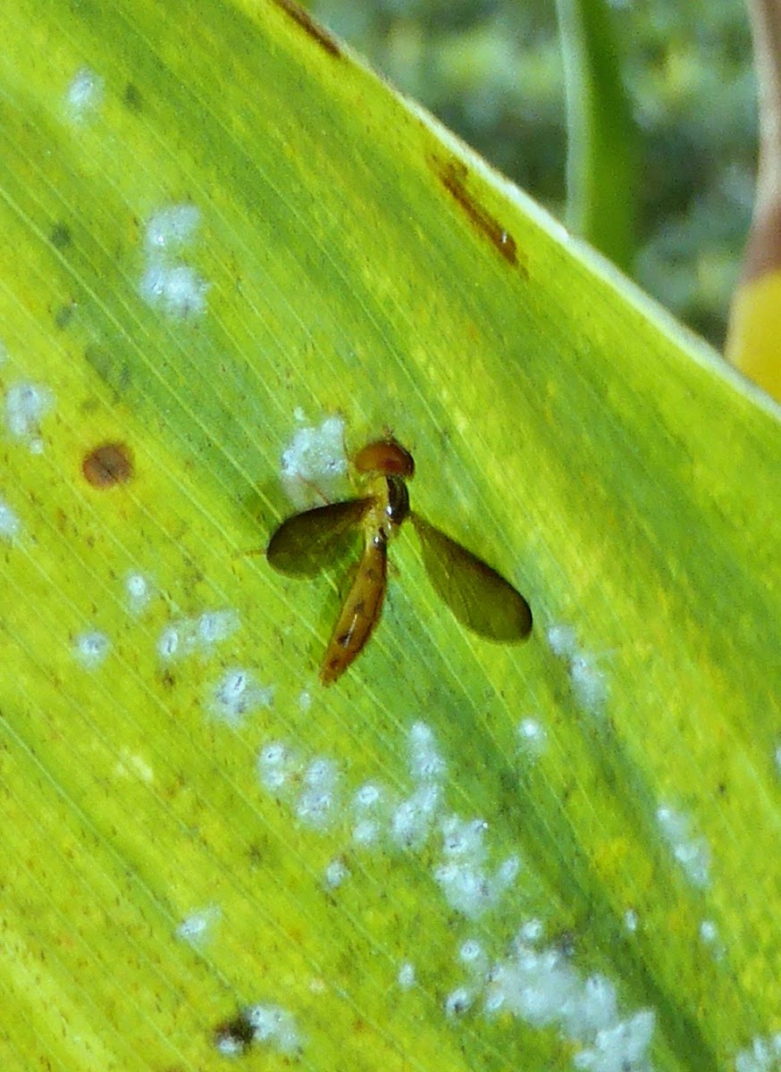 Syrphid Fly