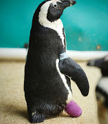 Animal welfare officials are using up-cycled wetsuits to make booties for penguin amputees