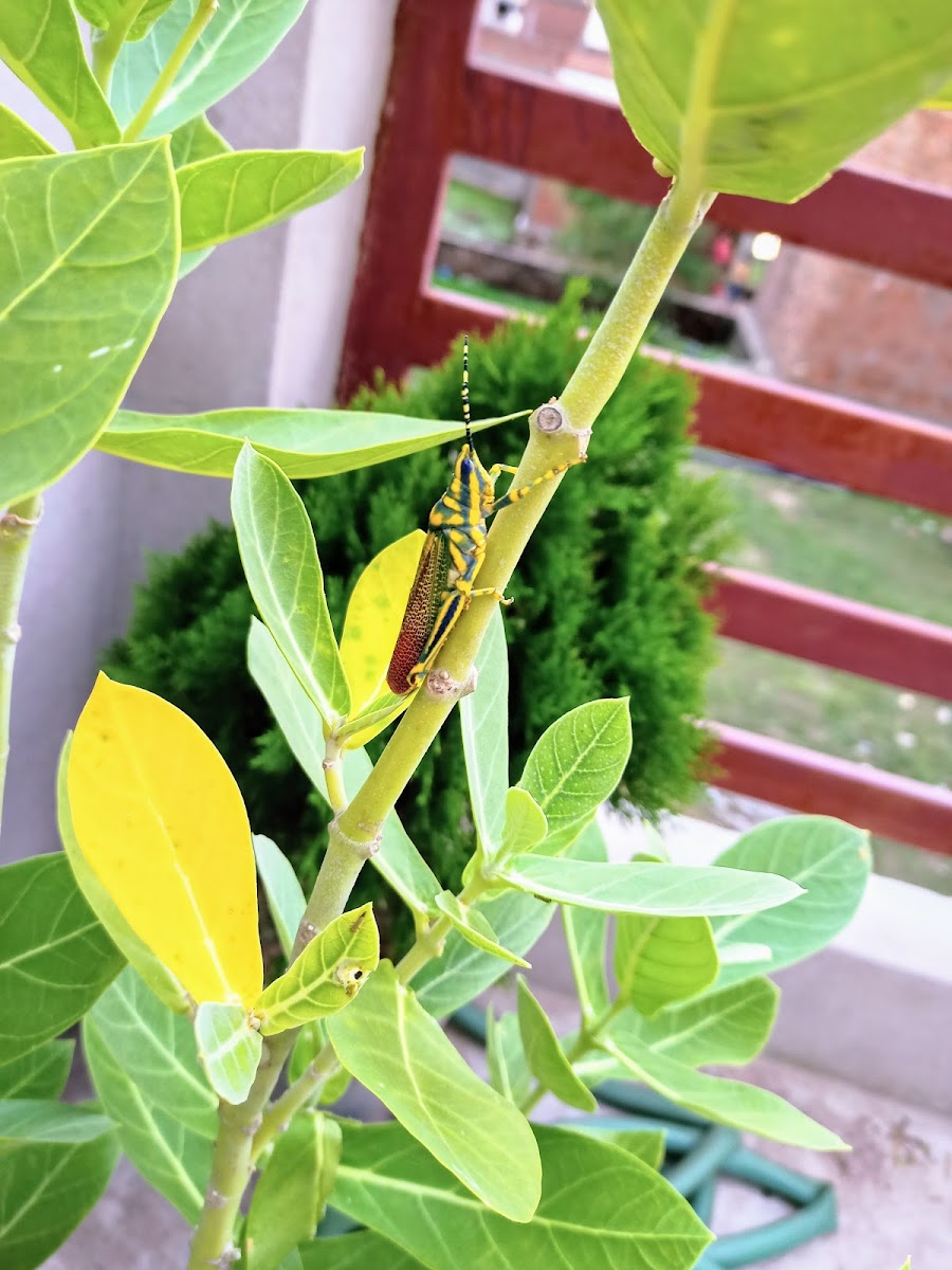 Painted Grasshopper