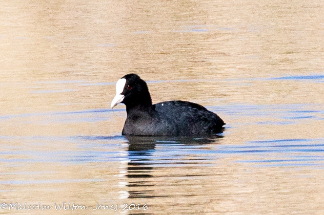 Coot; Focha Común