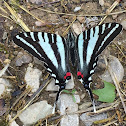 Zebra Swallowtail