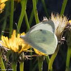 Large White