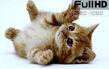 Cute Kittens Wallpapers FullHD New Ta small promo image