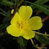 Creeping Waterprimrose