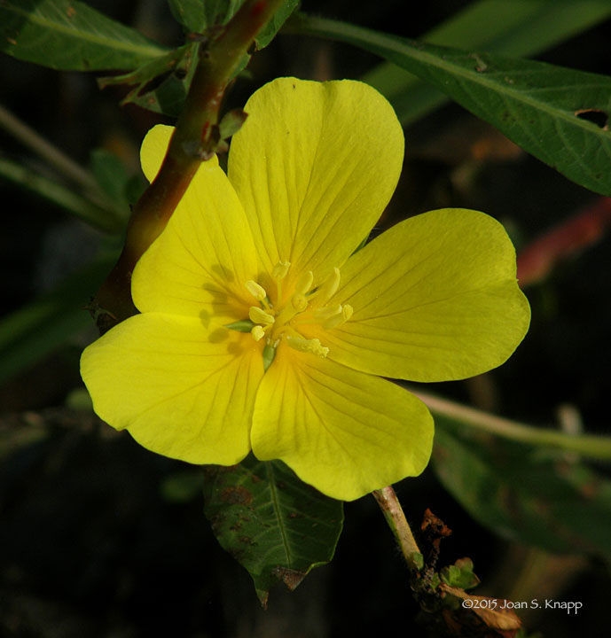 Creeping Waterprimrose