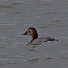 Pochard