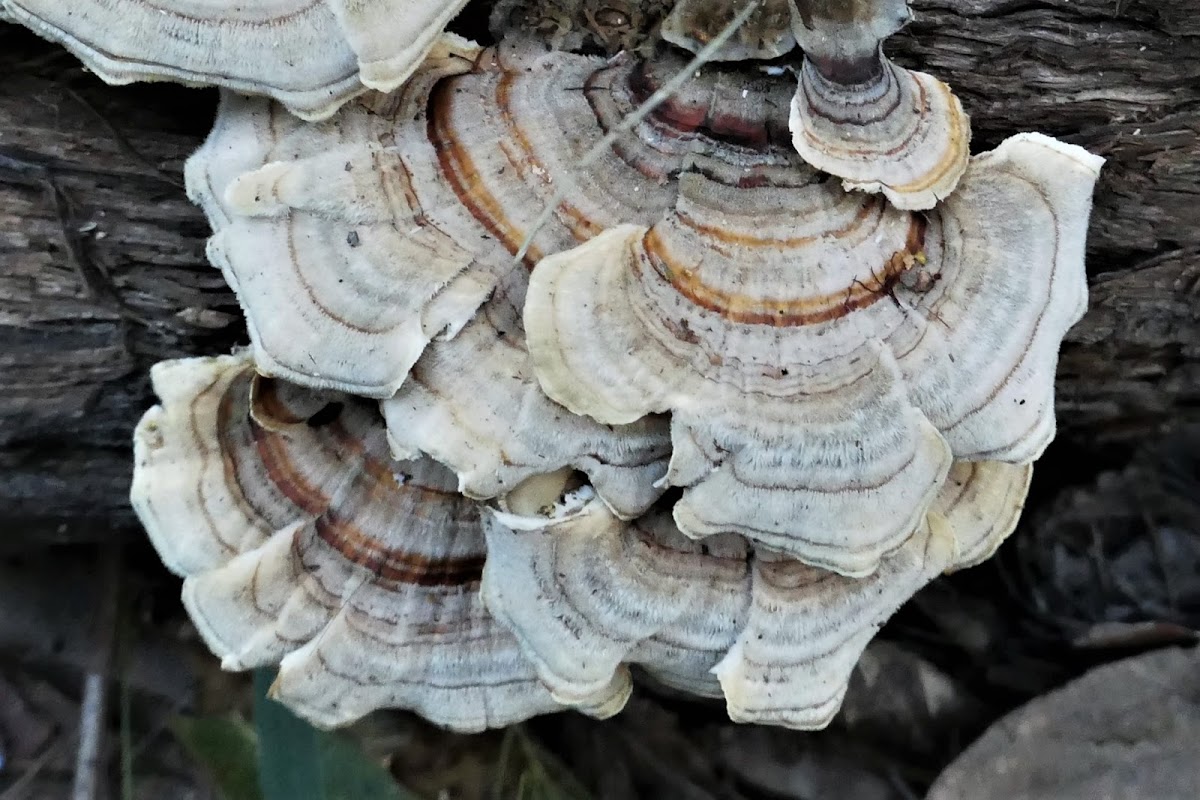 False Turkey Tails