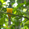 Gartered (Northern Violaceous) Trogon (male)