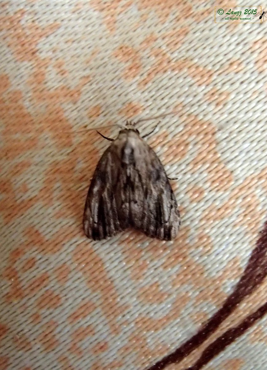 Erebid Moth