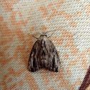 Erebid Moth