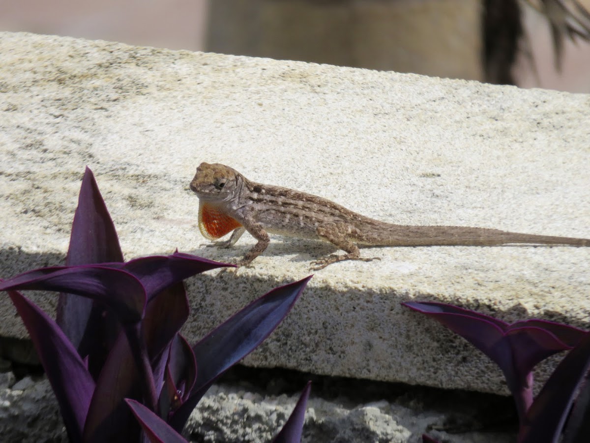 Brown anole