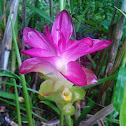 Curcuma australasica, Native Turmeric, or Cape York Lily