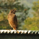 Pied Bush Chat (female)