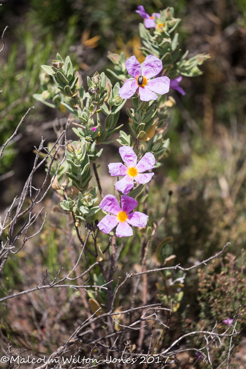 Rock Rose or Sun Rose; Jara Blanca