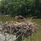 Osprey