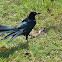 Great-tailed Grackle