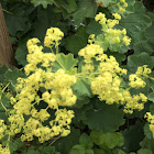 Alchemilla / Frauenmantel