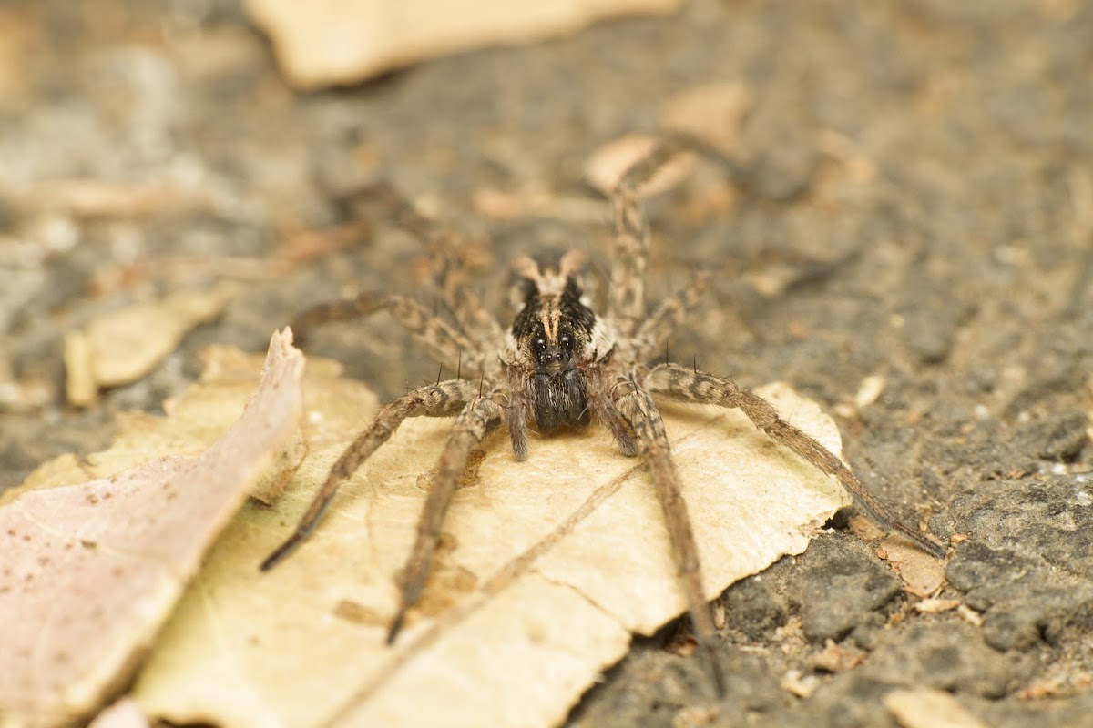 Wolf Spider