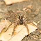 Wolf Spider