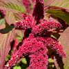 amaranth,