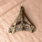 Faint-Spotted Moth