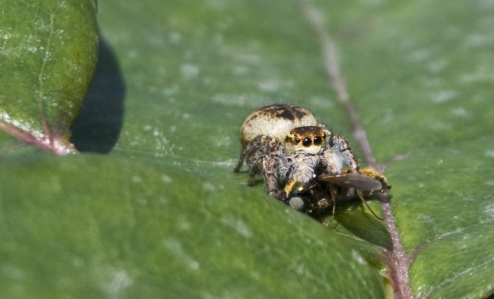 Il piccolo predatore di riccio