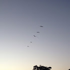 Brown Pelicans