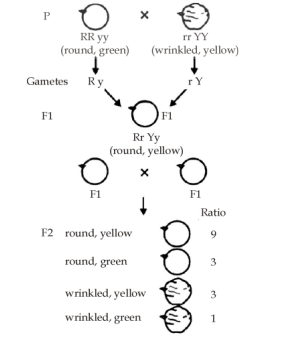 Solution Image