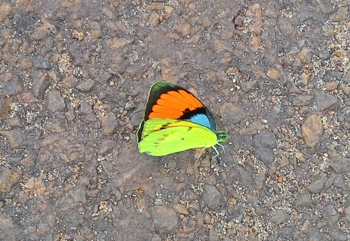 White Orange-tip