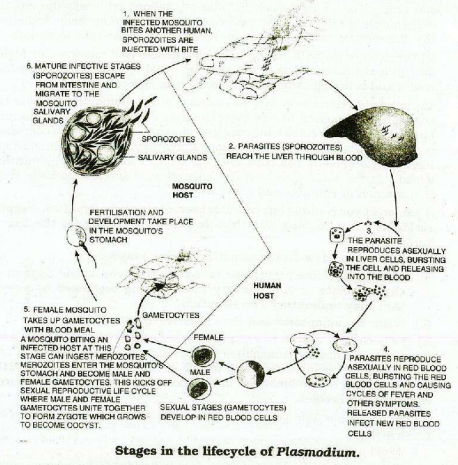 Solution Image