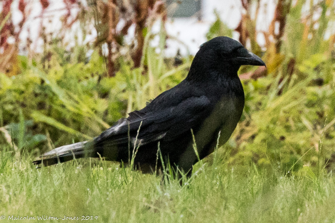 Carrion Crow