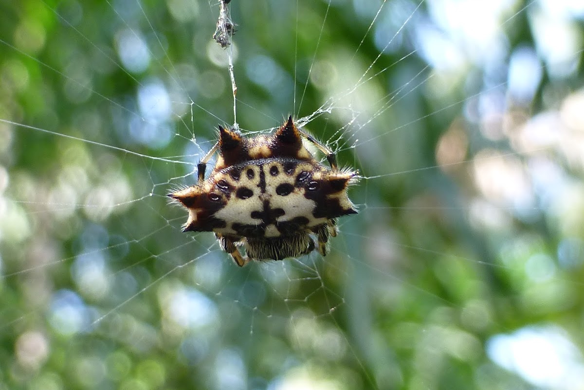 Spiny Orb Weaver