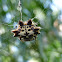 Spiny Orb Weaver