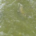 Grass Carp